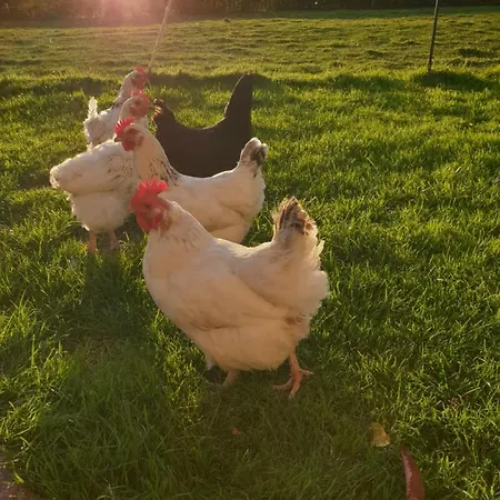 Le Du Bois Du Fil Vassonville